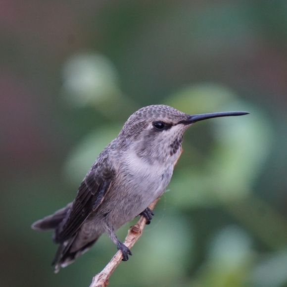 Meet your Posher, Ashley - Picture 1 of 1